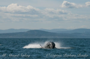 Big Mammas 6th known humpback whale calf breaches, Haro Strait San Juan Island 4/6
