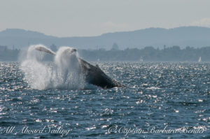 Tail Lob, Big Mamma Humpback whale BCY3024, Haro Strait, San Juan island
