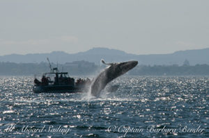 Humpback whale calf breaches next to whale watching tour boat