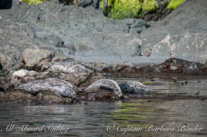 Harbor Seals