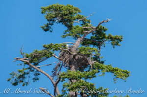 Bald Eagle in nest
