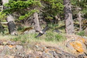 Peregrine Falcon