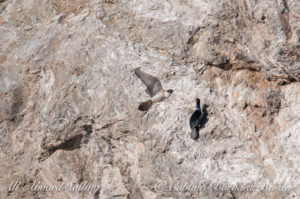 Peregrine Falcon and cormorant, Kellet Bluff, San Juan Island