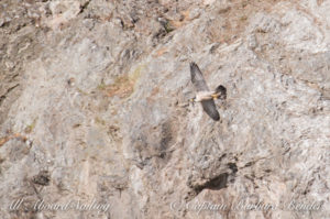peregrine Falcon, San Juan Island