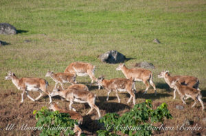 Mouflon Sheep