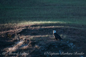 Bald Eagle, Speiden Island