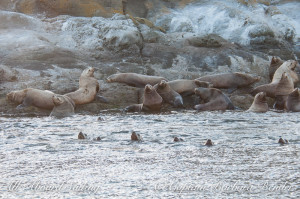 Steller Sea Lion, Speiden Island