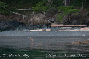 Deer on the beach of Shaw Island