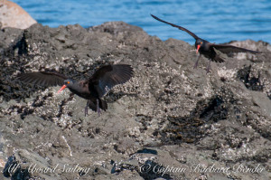 Batman and Robin Oyster Catchers