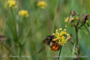 Bees enjoying the Desert Parsley aka Indian Celery. The leaves are edible and quite crunchy according to David and the Indians added the seeds to soups for flavoring.