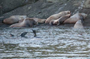 Stellar Sea Lions