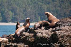 We used to think it was just the males who came her but this Steller sea lion is nursing