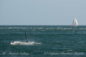 J26 Mike plows ahead into turbulent waters off Kellet Bluff