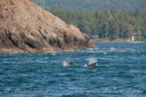 J 50 and J52 - the kids together, Kellet Bluff