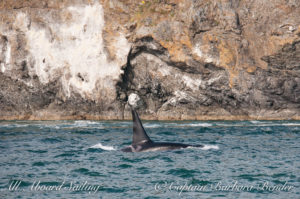 J26 Mike at Kellet Bluff, Henry Island
