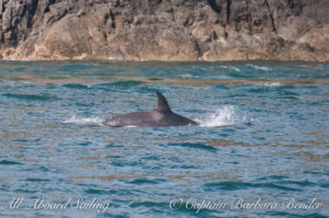 J50 Scarlet - Those noticeable scratches are speculated to have been from an assisted birth from another family member helping to deliver her into the world.
