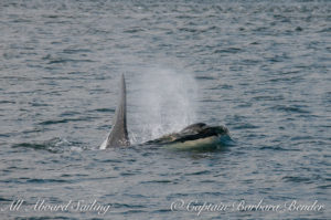 Orca J-26 Mike
