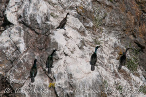 Pelagic Cormorants