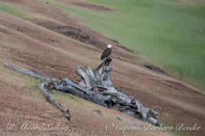 Bald Eagle, Speiden Island
