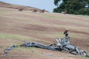Bald Eagle and Mouflon Rams on Speiden Island