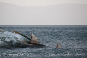 Steller Sea Lions
