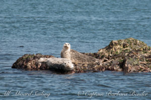 Harbor Seals