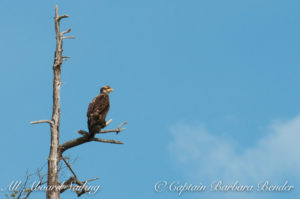 Immature Bald Eagle