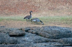 Canadian Geese with goslings