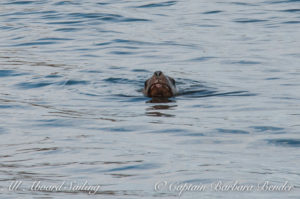 Steller sea lion