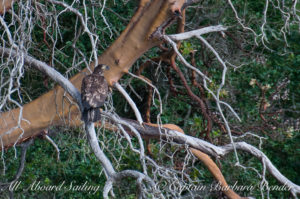 Immature bald eagle on Madrone, Sentinel Island