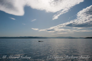 Humpback BCY0324 "Big Mama" - calm waters in Haro Strait