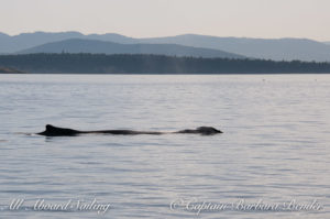 Humpback - Big Mama BCY0324