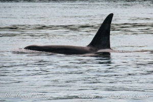 Male Transient Orca - T123A