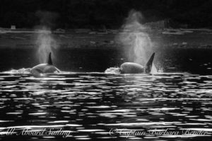 T123 with her son, T123A, hunting a harbor seal - which got away near the beach