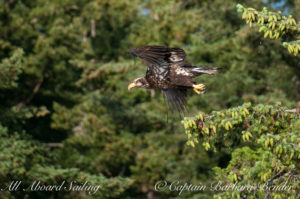 Immature bald eagle