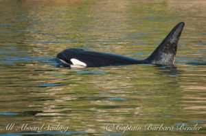 T123A with reflections from Orcas Island