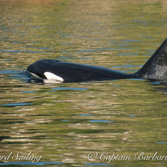 Big Mamma Humpback and the T123 Transient Orcas