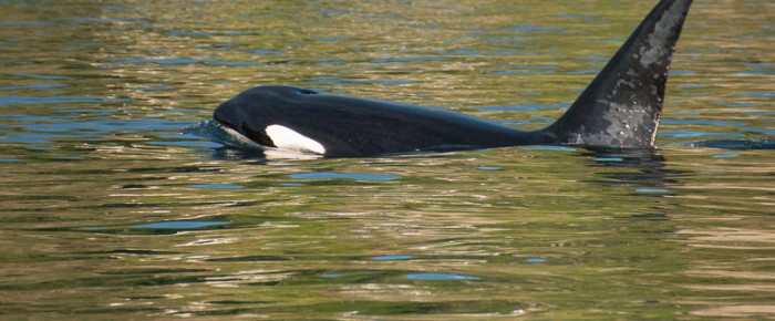 Big Mamma Humpback and the T123 Transient Orcas