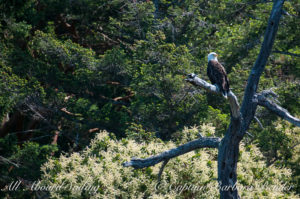 Bald eagle above the flowering Pacific Madrone tree, San Juan islands