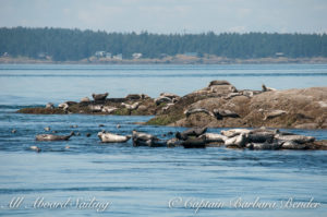 Harbor seals on Bare Island