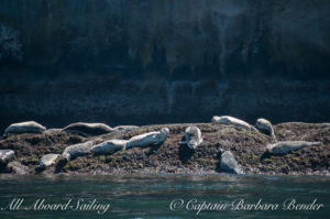 Harbor seals, Skipjack Island