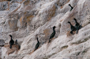 Pelagic Cormorants, Mandarte Island