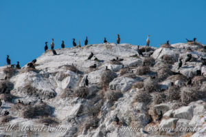 Pelagic & Double-Crested Cormorants, Mandarte Island