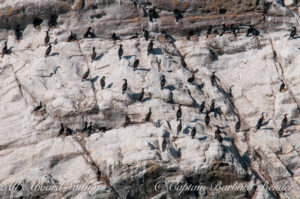 Pelagic Cormorants, Mandarte Island