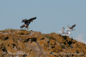 Juvenile bald eagle scaring away the gulls, Mandarte Island