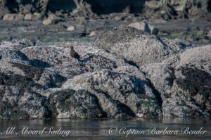 Black oyster catcher, the Cactus Islands