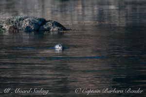 Harbor seal in his/her element, Flattop Island