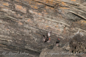 Black Oyster Catcher coming in for a landing on Flattop Island