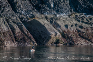 Canadian goose, Flattop Island