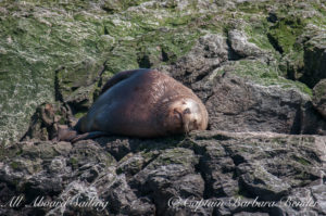 Steller sea lion taking a nap after a hard day